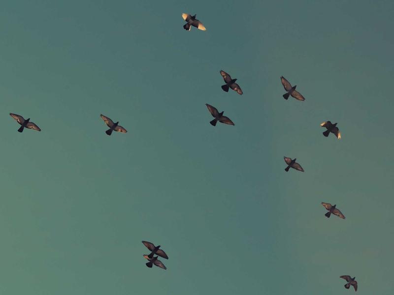 Marcos Almánzar San Francisco de Macorís